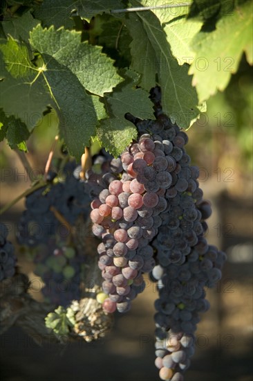 Closeup of California wine grapes.