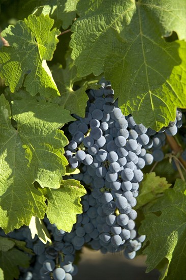 Closeup of California wine grapes.