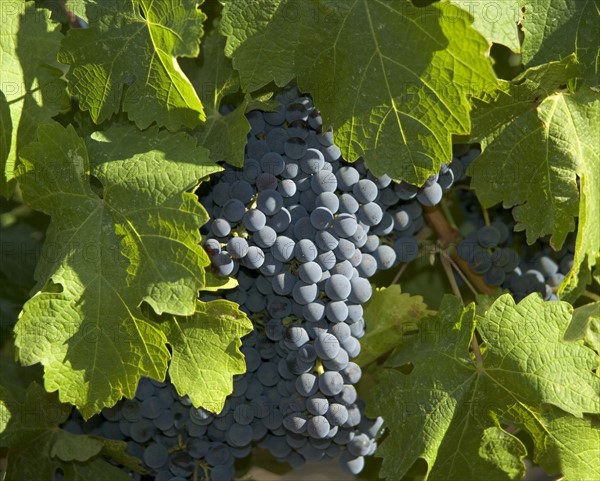 Closeup of California wine grapes.