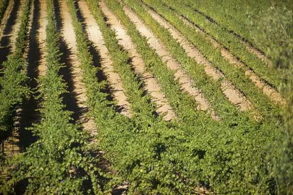 A vineyard in California.