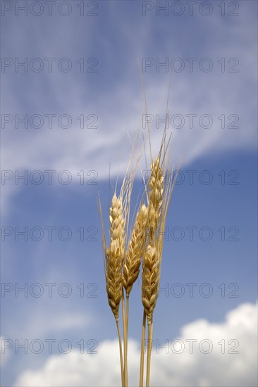 Closeup of wheat.