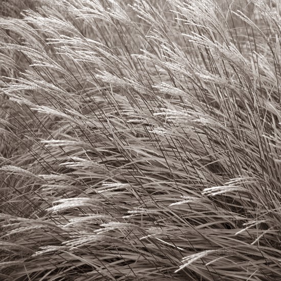 Tall grasses.