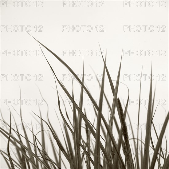 Tall grass.