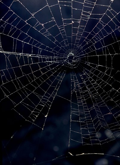 An intricate spider web.