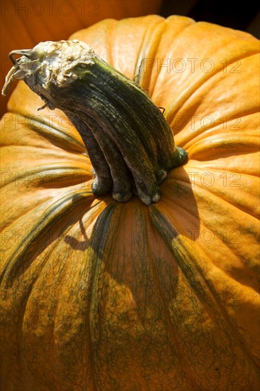 Closeup of a pumpkin.