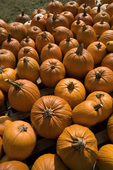 Field of pumpkins.