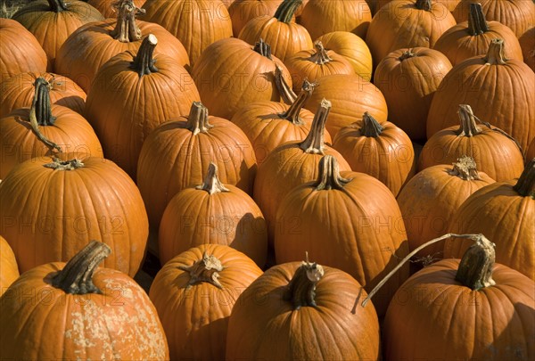 Field of pumpkins.