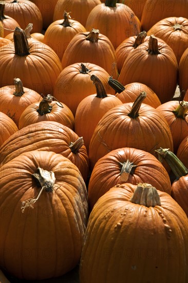 Field of pumpkins.