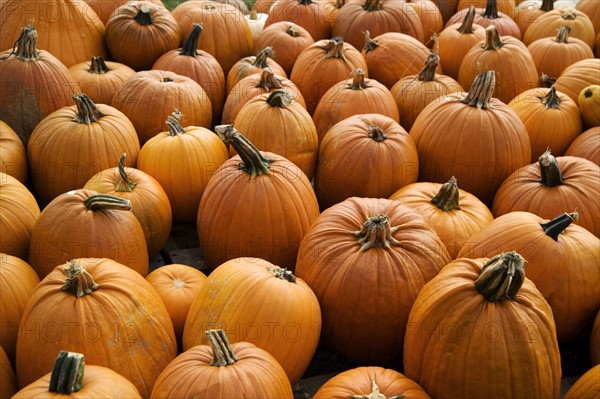 Field of pumpkins.