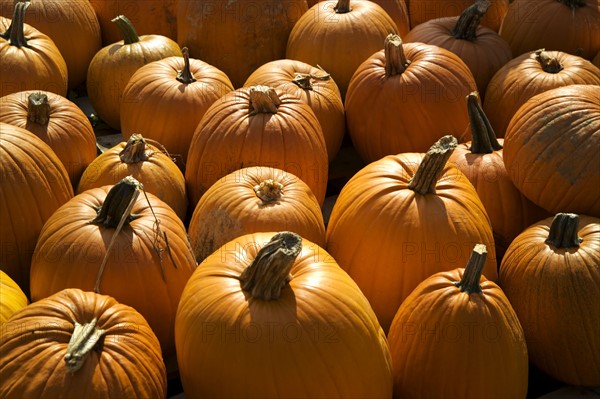 Field of pumpkins.