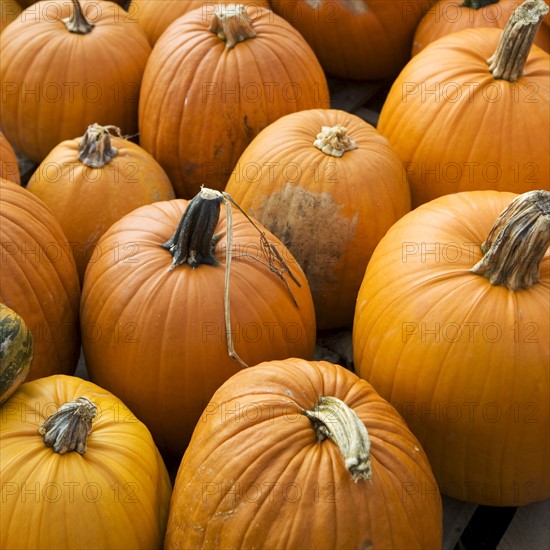 A bunch of pumpkins.