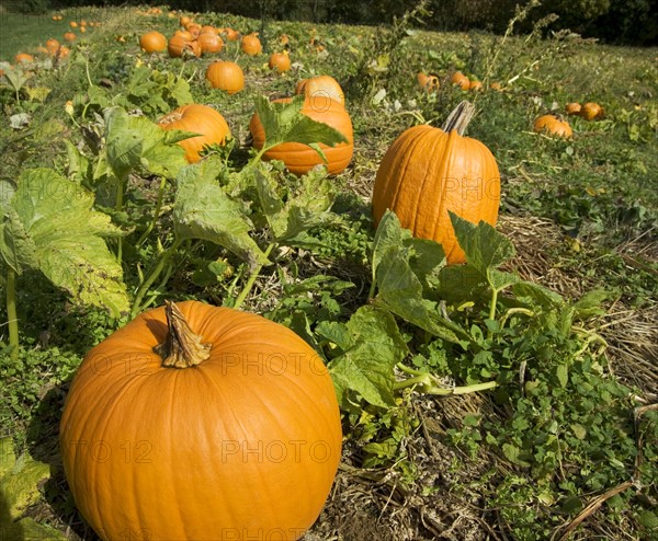 Field of pumpkins.