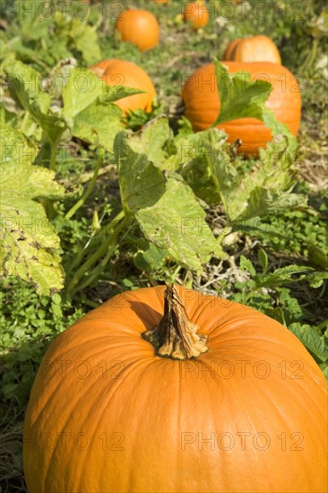 Pumpkins growing in a field.