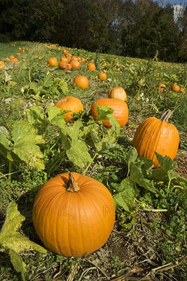 Pumpkins growing in a field.