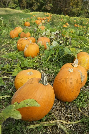 Pumpkins growing in a field.