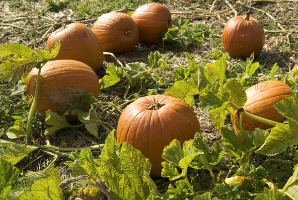 Pumpkins growing in a field.