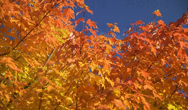 Trees in full autumn color.