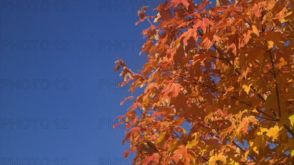 A tree in full autumn color.