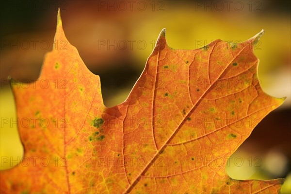 Closeup of an autumn leaf.