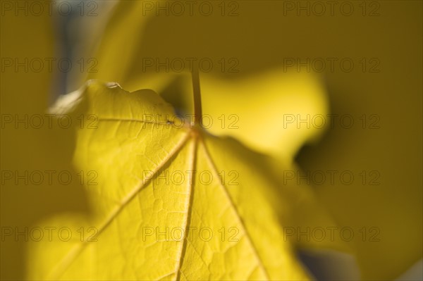 Closeup of an autumn leaf.