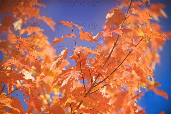 A tree in full autumn color.