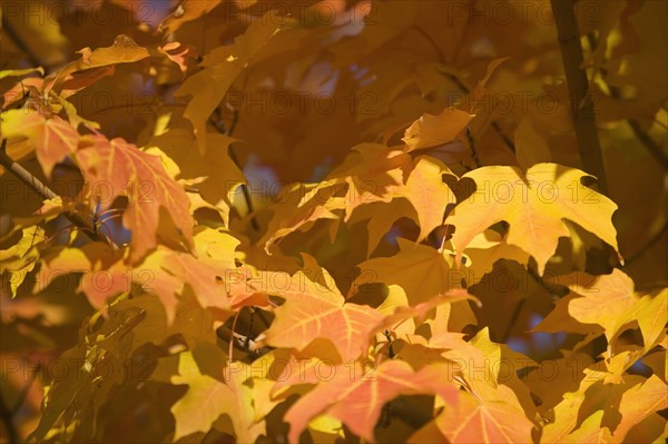 A tree in full autumn color.