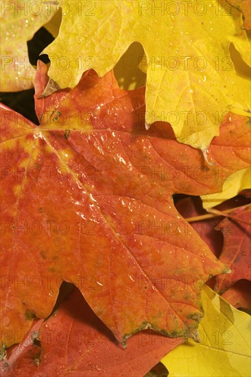 Closeup of fallen autumn leaves.