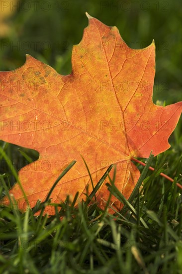 Fallen orange leaf on green grass.