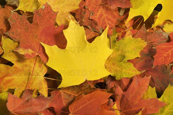 Closeup of fallen autumn leaves.