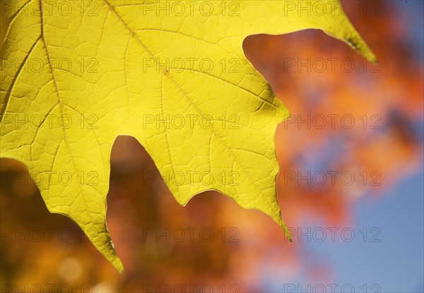 Closeup of autumn leaves.