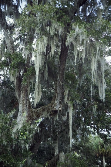 Trees with Spanish moss in Florida.