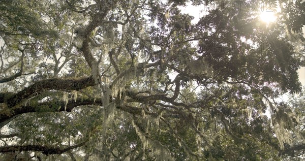 Trees with Spanish moss in Florida.