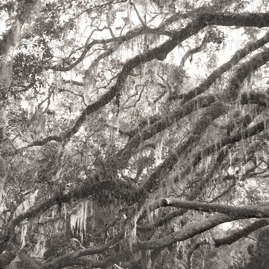 Trees with Spanish moss in Florida.