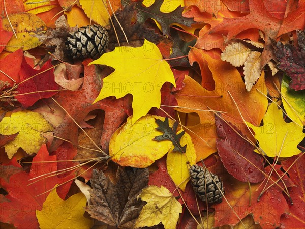 A variety of autumn leaves.