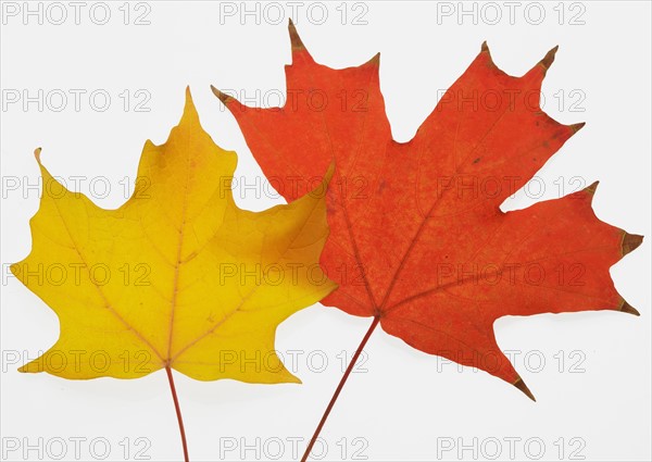 A pair of autumn leaves.