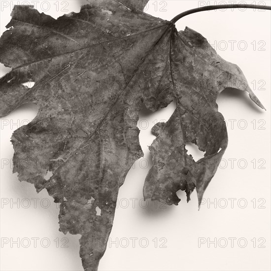 Still life of a dead leaf.