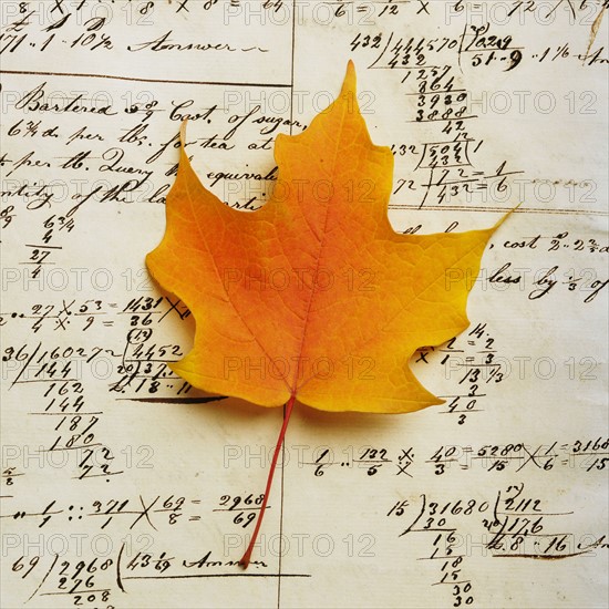 Closeup of an autumn leaf.