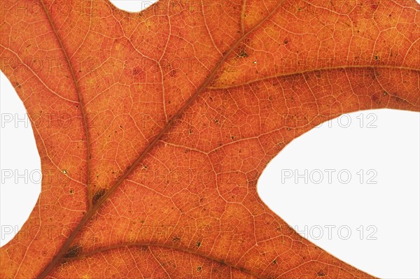 Extreme closeup of an autumn leaf.