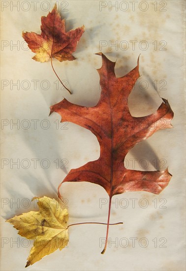 A trio of autumn leaves.