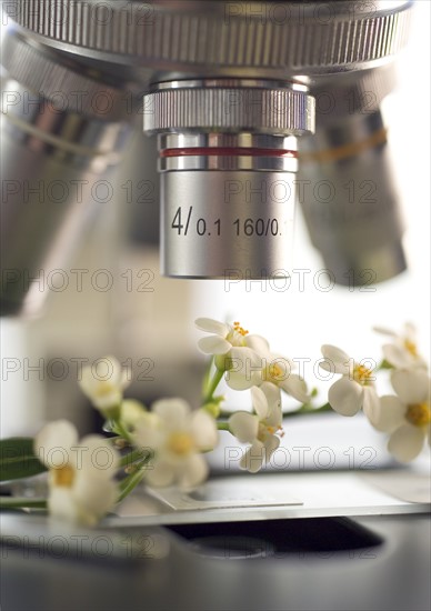 Closeup of flowers under a microscope.