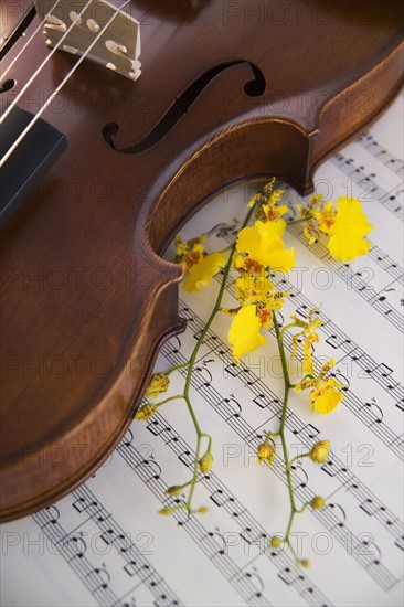 Still life of a violin.