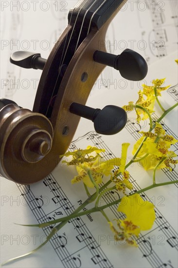 Still life of a violin.