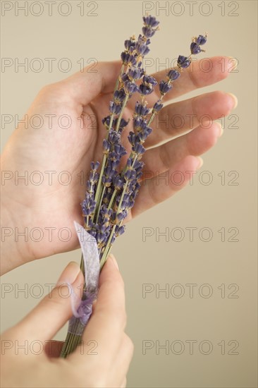 Woman holding a sprig of lavender.