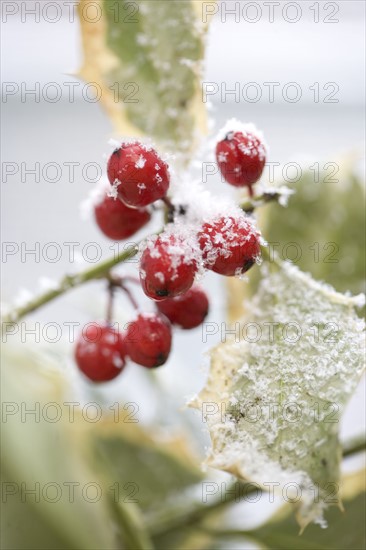 Snow dusted holly berries.