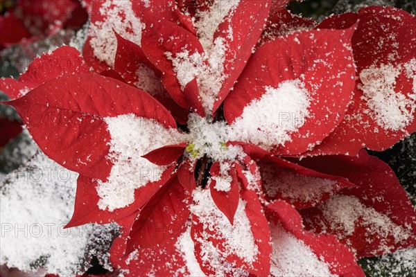 Snow covered poinsettia.