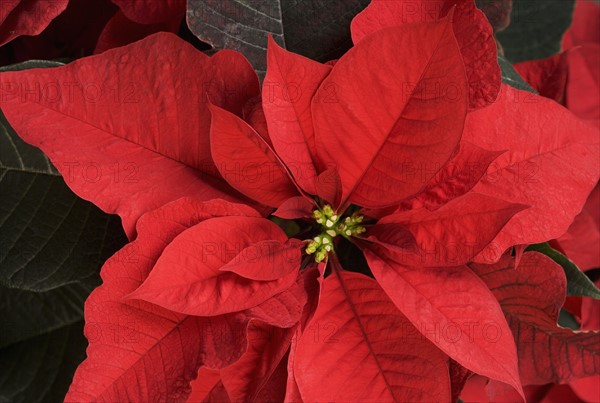 Closeup of poinsettia flower.