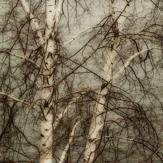 Closeup of tree branches.