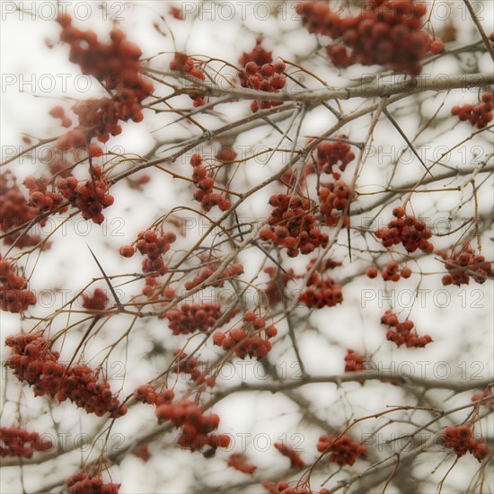 Closeup of trees with many branches.