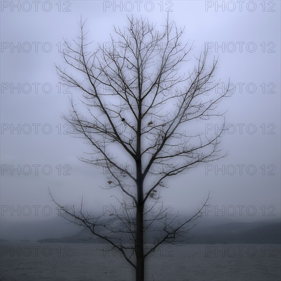 Single bare tree with grey sky.