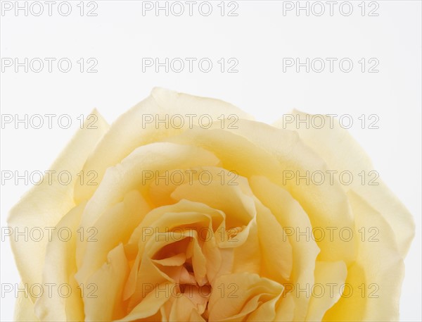 Overhead view of a yellow rose.